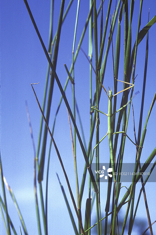 草本植物上的竹节虫，法国图片素材