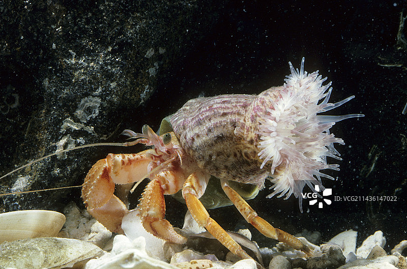 背着海葵的寄居蟹（Pagurus sp）图片素材