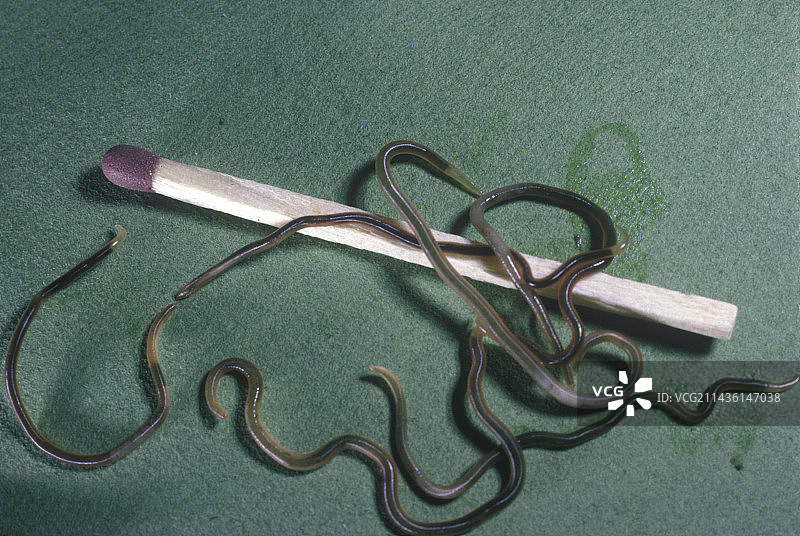 法国蝰蛇肠道内的线虫寄生虫图片素材