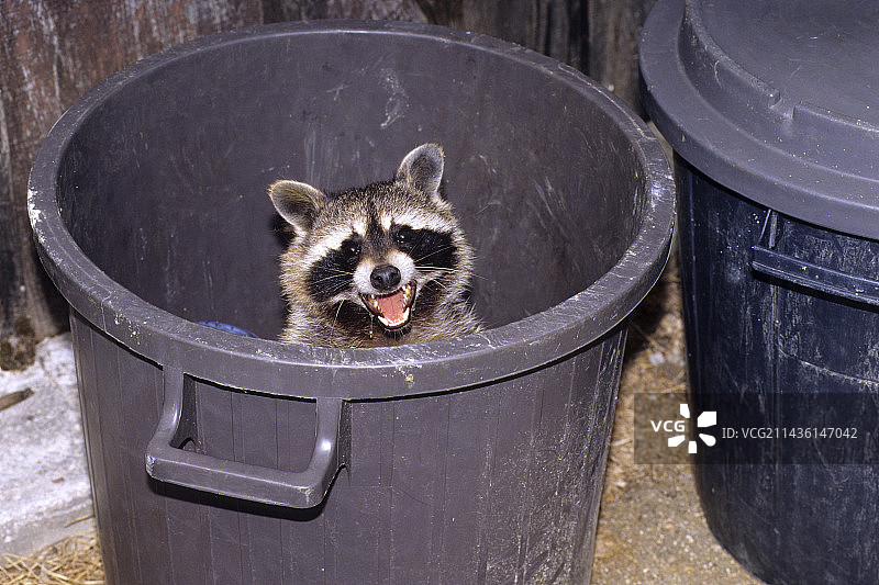 美国的垃圾箱里的浣熊图片素材