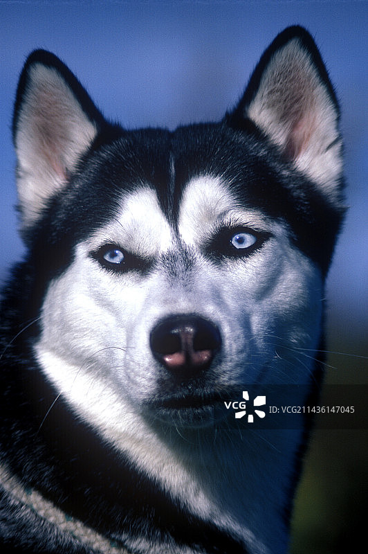 西伯利亚哈士奇 портрет，法国图片素材