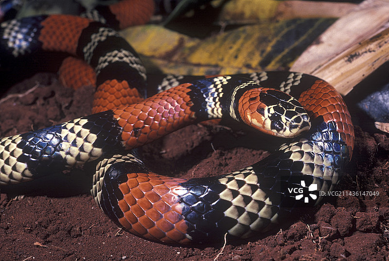 巴西珊瑚蛇图片素材