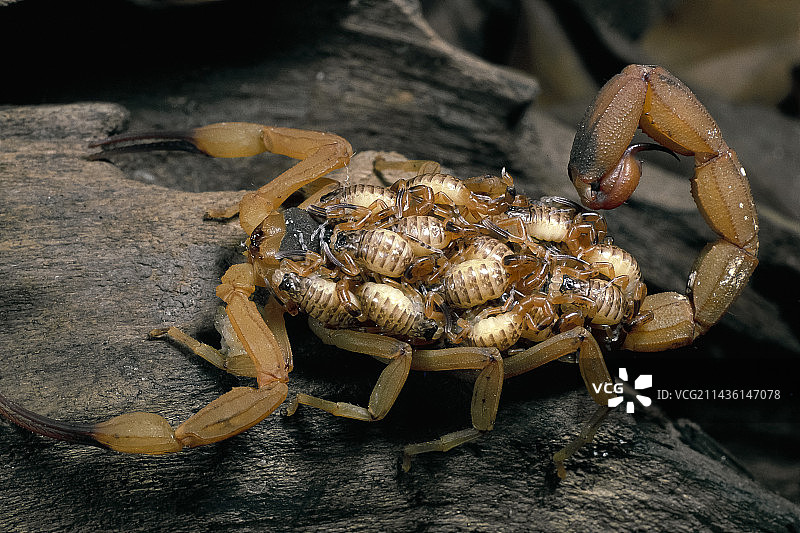 背着幼蝎的巴西黄色蝎子图片素材