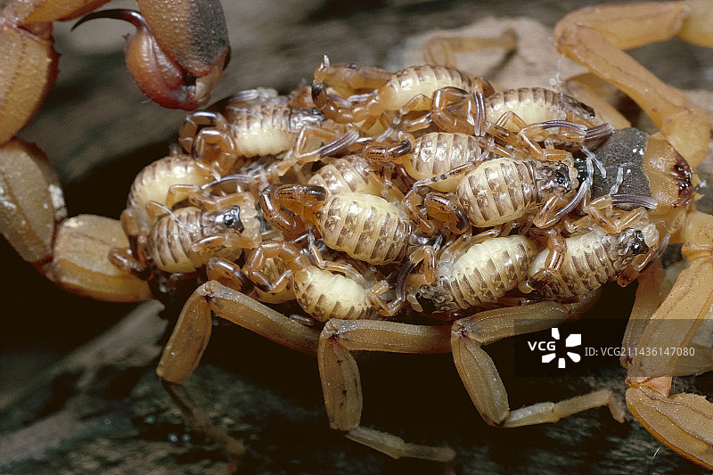 背着幼蝎的巴西黄色蝎子图片素材