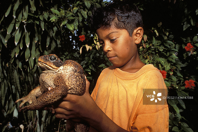 男孩扛着甘蔗蟾蜍（海蟾蜍），法属圭亚那图片素材