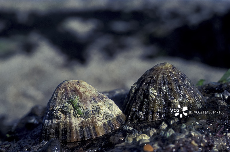 低潮时附着在岩石上的普通帽贝图片素材