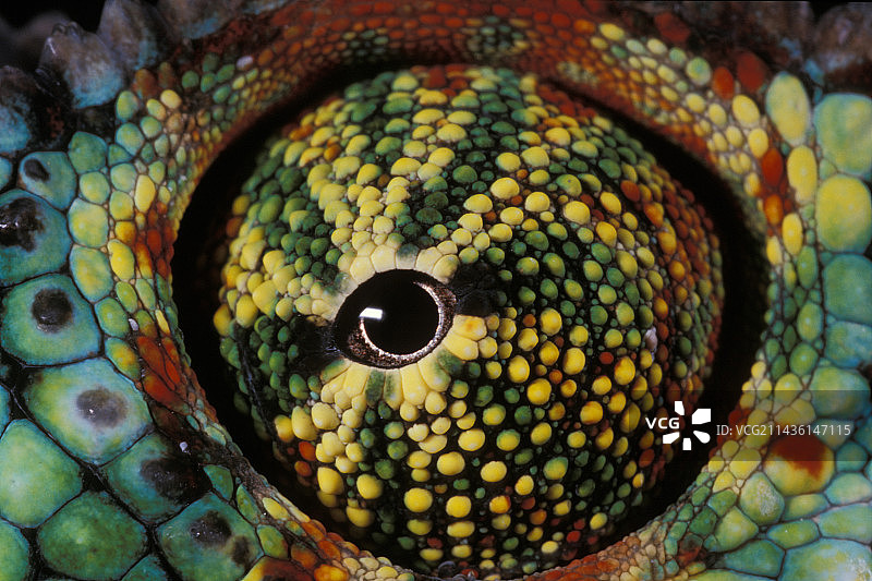 豹纹变色龙眼睛，马达加斯加图片素材
