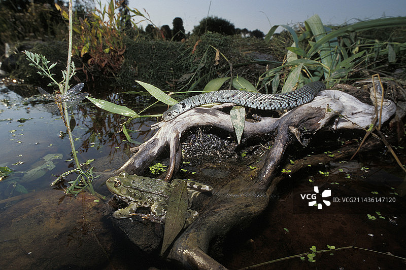 食物链循环：蛇、青蛙和蜻蜓之间的捕食图片素材