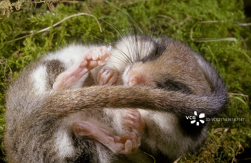 法国冬眠中的花园睡鼠图片素材