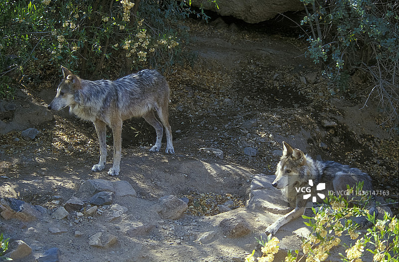 墨西哥圈养繁殖中心的两只墨西哥狼图片素材