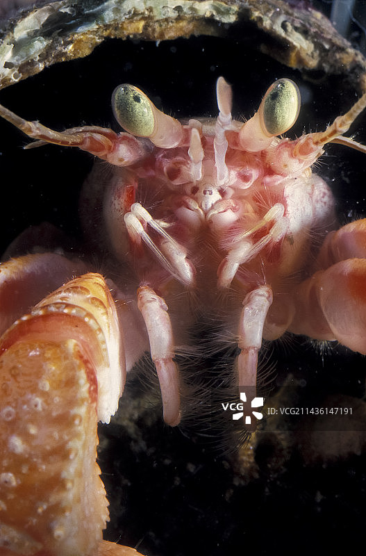 大西洋普通寄居蟹肖像图片素材