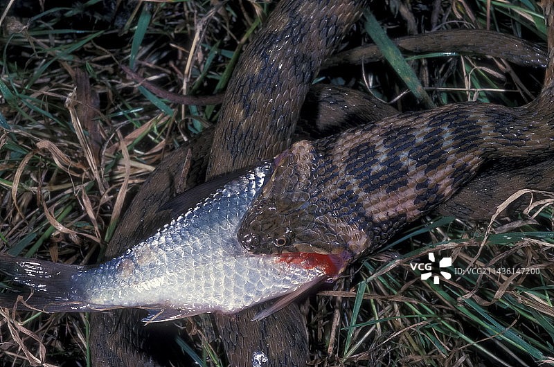欧洲，食鱼的蝰蛇水蛇图片素材