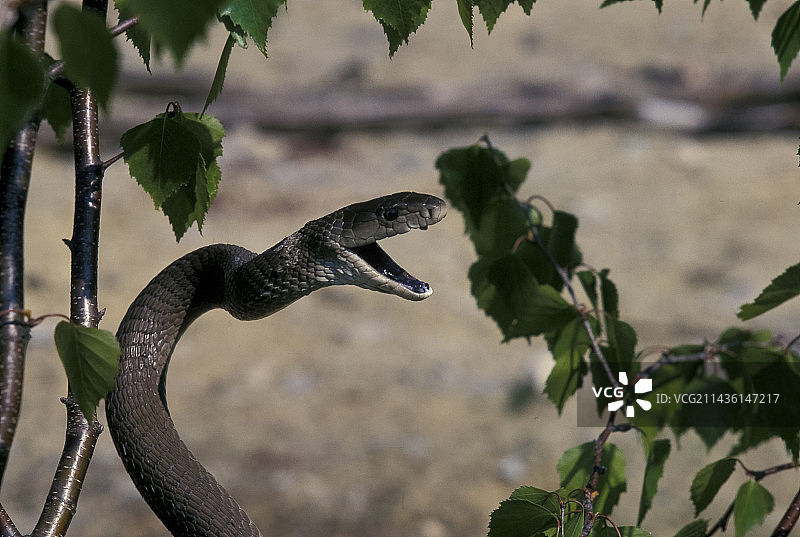 非洲树枝上的黑曼巴蛇图片素材