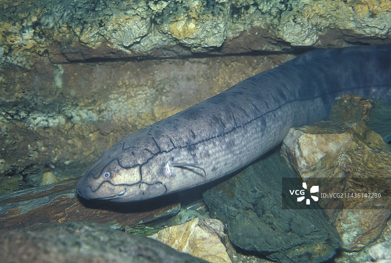 南美洲肺鱼图片素材