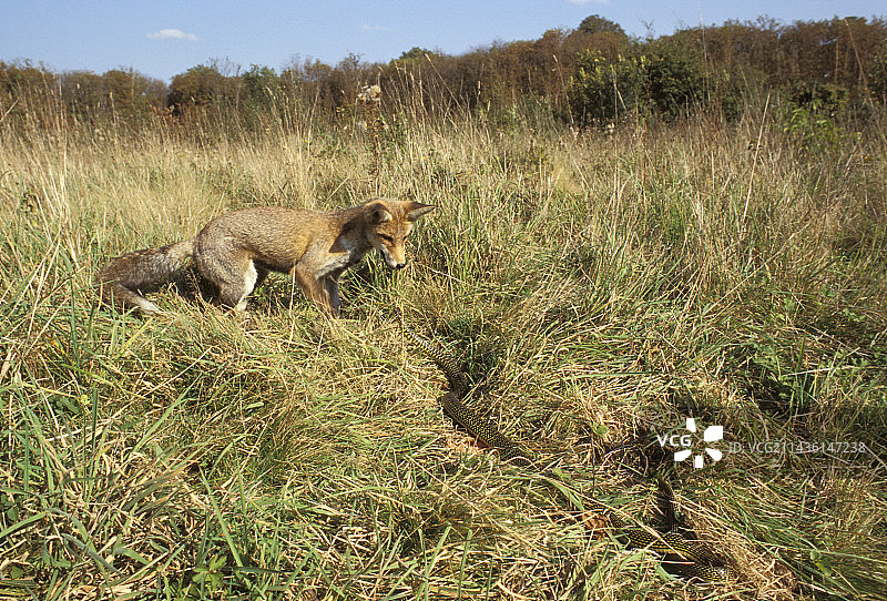 红狐（Vulpes vulpes）与西鞭蛇（Hierophis viridiflavus），法国图片素材
