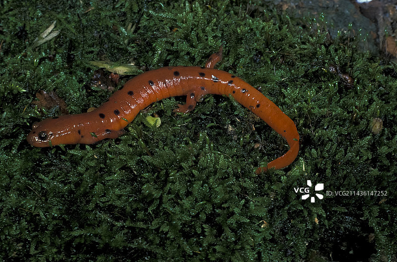 苔藓上的泥螈（Pseudotriton montanus），美国图片素材