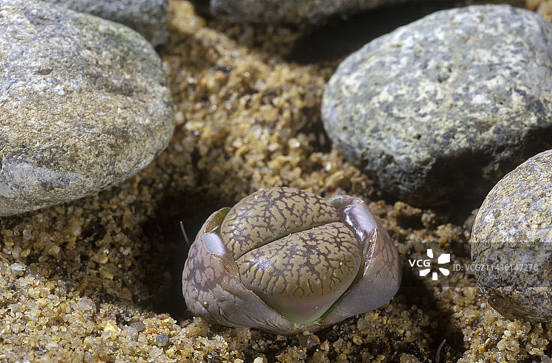 南非的石头植物（生石花属）图片素材