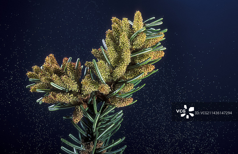 雄性云杉（Picea sp）花朵散播花粉图片素材