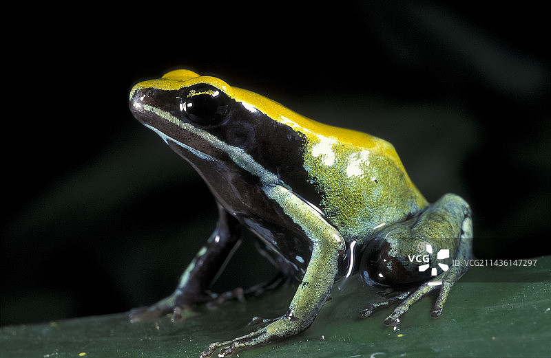 马达加斯加绿曼蛙图片素材