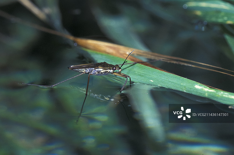 欧洲水黾图片素材