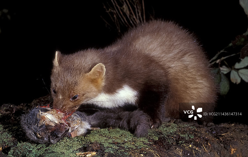 欧洲石貂捕食灰睡鼠图片素材