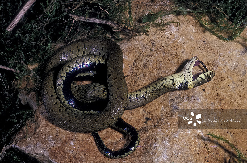 在法国装死的草蛇图片素材