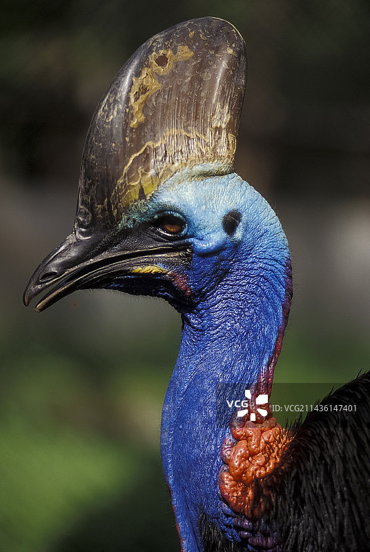 新几内亚南方鹤鸵肖像图片素材