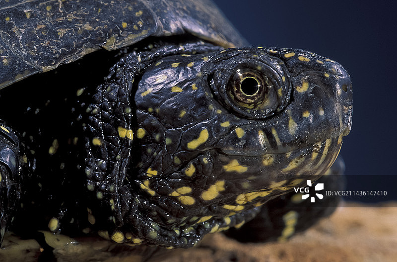 欧洲塘龟肖像(Emys orbicularis)图片素材