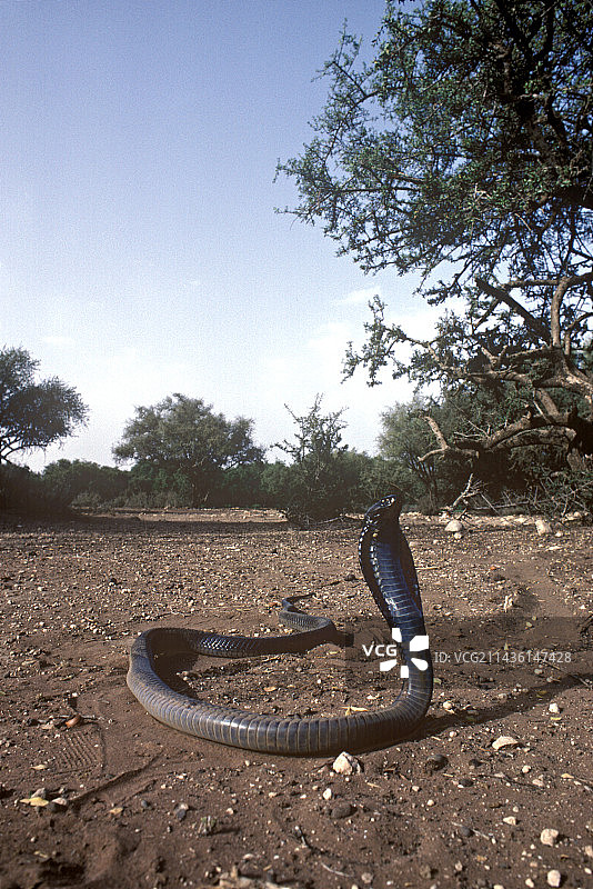 非洲埃及眼镜蛇的威胁姿势图片素材