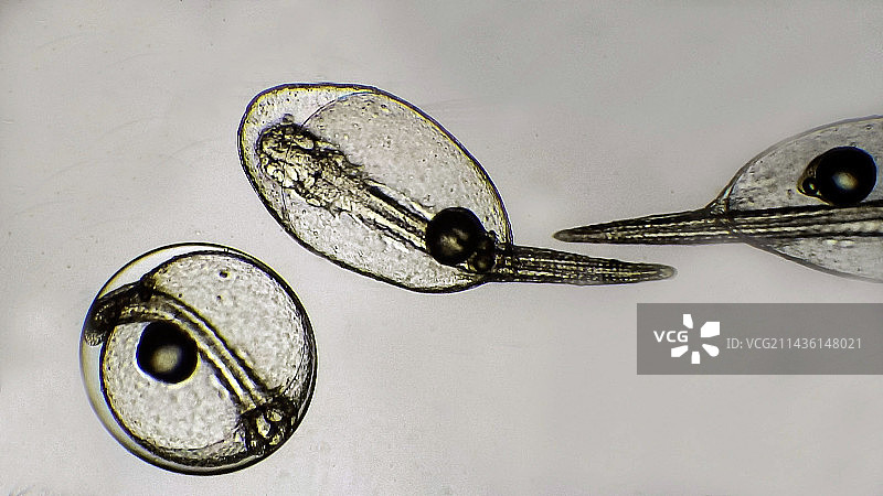 印度尼西亚阿鲁群岛石斑鱼卵孵化图片素材