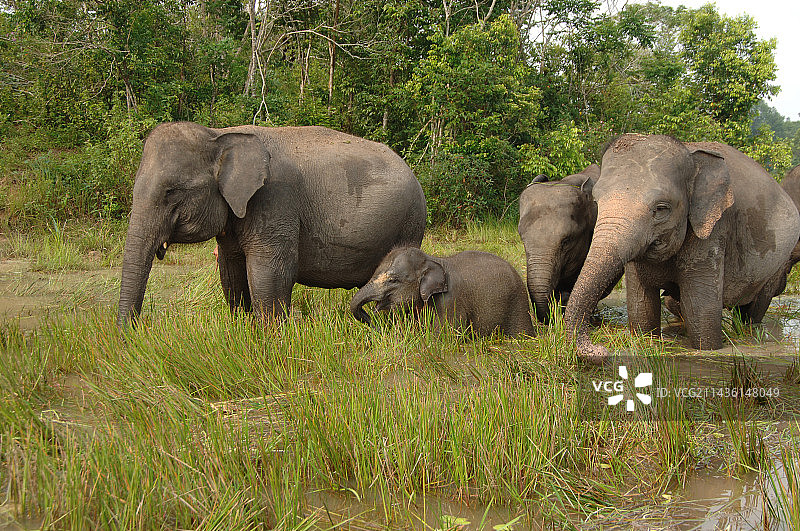 苏门答腊象与幼象在沼泽中吃草图片素材