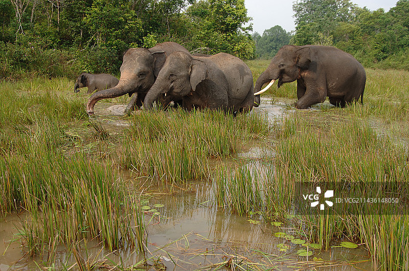 苏门答腊象与幼象在沼泽中吃草图片素材