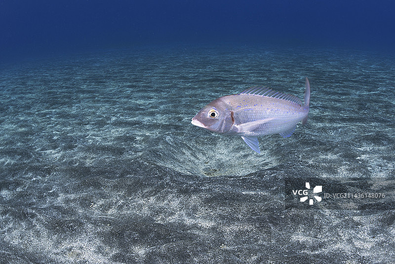 鲷鱼在沙质海底捕猎（加那利群岛，特内里费岛）图片素材