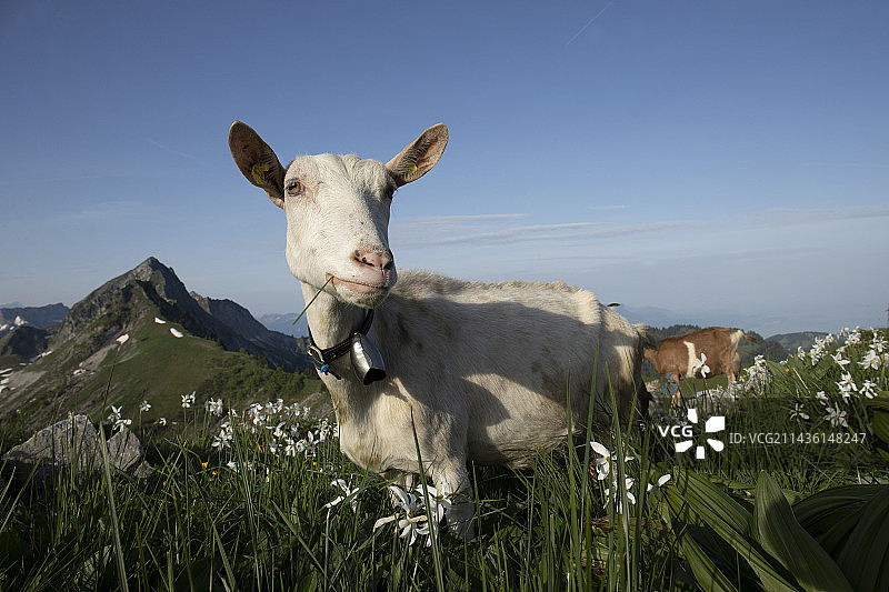 瑞士弗里堡州山地草甸中的山羊与水仙花图片素材