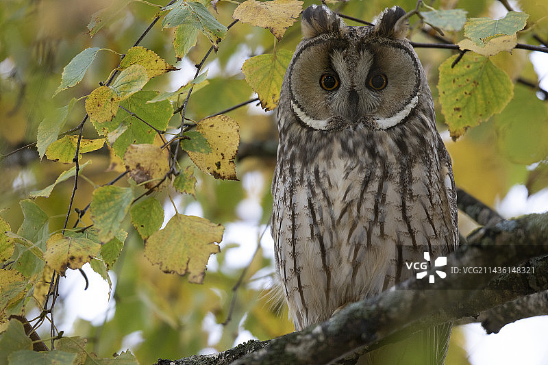 瑞士纳沙泰尔州树枝上的长耳鸮图片素材