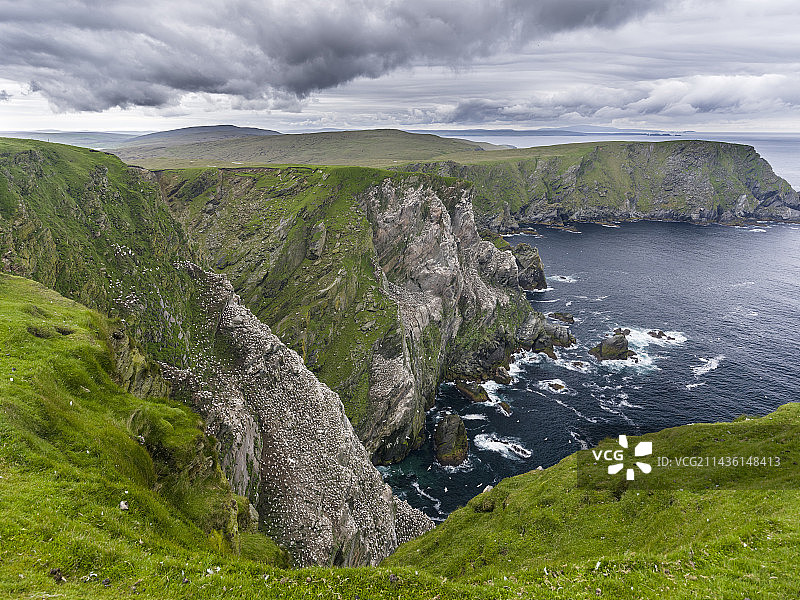 Unst岛上的赫曼内斯国家自然保护区，有北方塘鹅栖息地图片素材