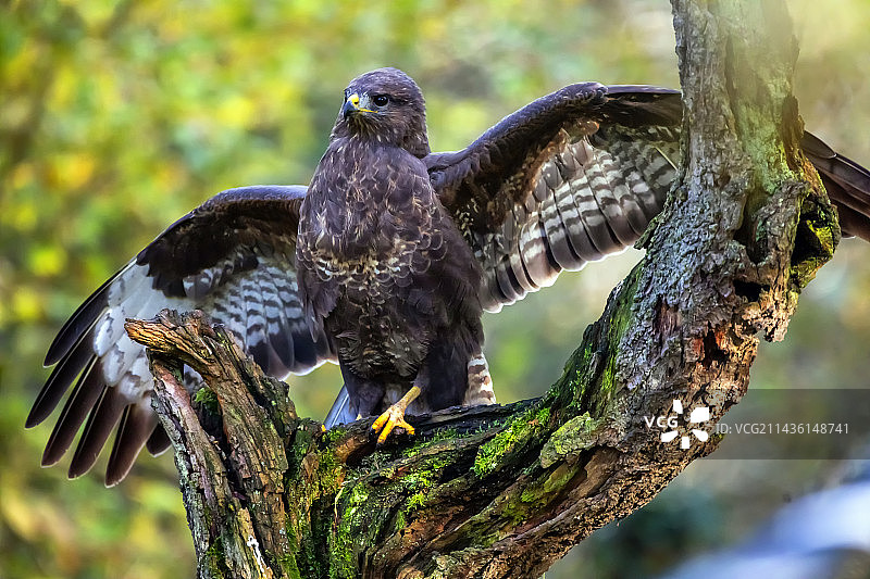 冬季森林边缘枯树上张开翅膀的普通鵟图片素材