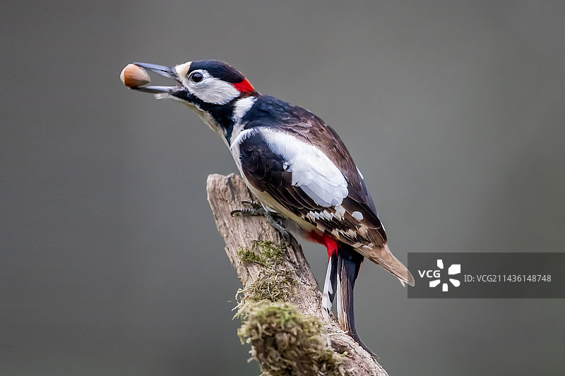 雄性斑姬啄木鸟，冬天在花园里，嘴里叼着榛子图片素材