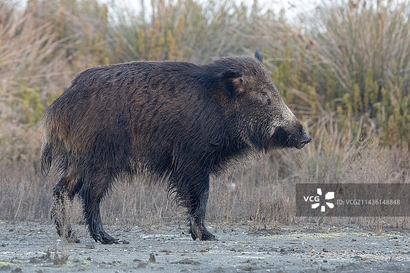 野猪，成年个体侧视图，意大利拉齐奥图片素材