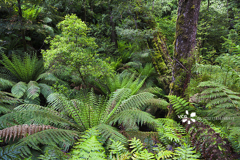 澳大利亚维多利亚州大奥特威国家公园梅尔巴沟的树蕨。奥特威山脉的梅尔巴沟被茂密的原始森林覆盖，以树蕨林而闻名。图片素材