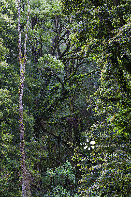 澳大利亚维多利亚州大奥特威国家公园的桉树森林图片素材