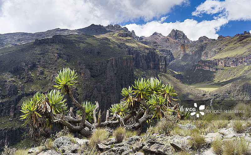 肯尼亚肯尼亚山国家公园里的巨型土拨鼠。背景是最高的山峰，叫做尼利昂和巴蒂安。巨型土Groundsel是非洲最高山脉的非山地高海拔环境的特有植物。它很好地适应了这些山区的高紫外线辐射和恶劣气候。肯尼亚山被联合国教科文组织列为世界遗产。非洲、东非、肯尼亚，11 - 12月图片素材