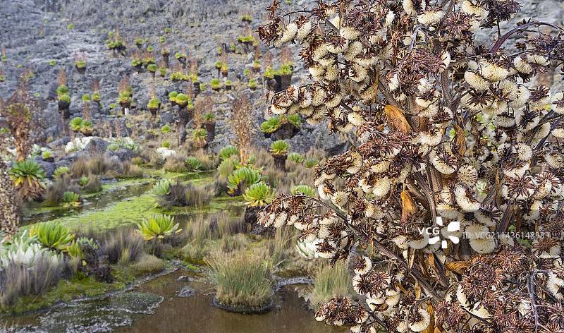 肯尼亚国家公园的千里光图片素材