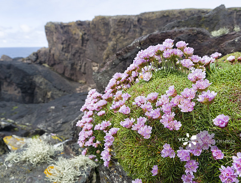 海石竹，设得兰群岛图片素材