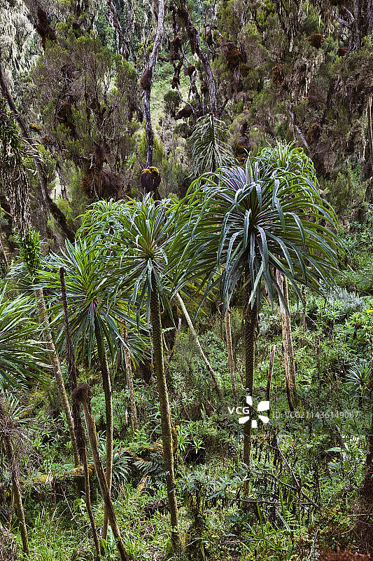 Rwenzoris 高山上巨大的 Lobelia (Lobelia lanuriensis)图片素材