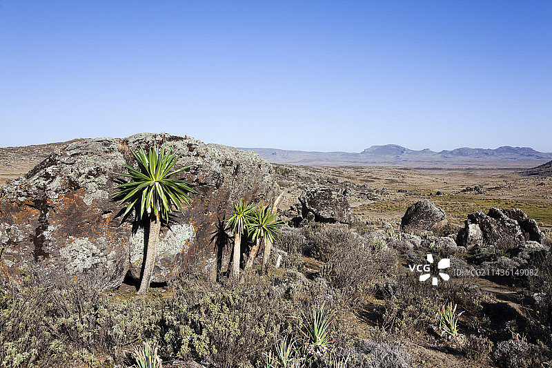 埃塞俄比亚巴莱山脉的巨型半边莲图片素材