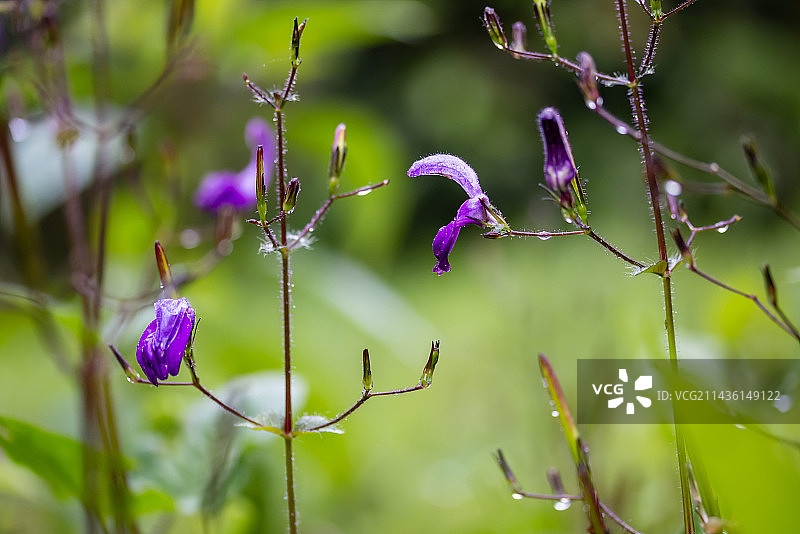 巴西圣保罗州亮叶草图片素材