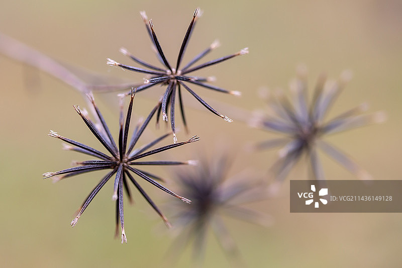 法国加尔省的大狼把草（Bidens subalternans）种子图片素材