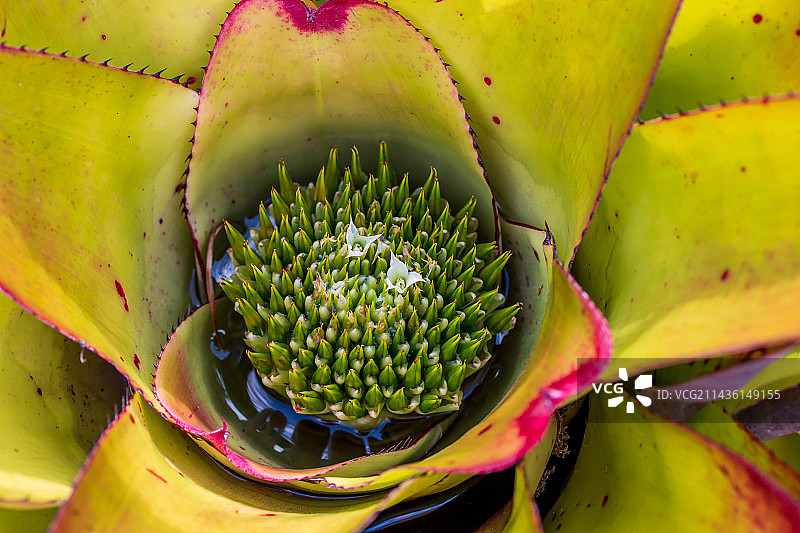 巴西圣保罗州伊利亚贝拉中心积水的凤梨科植物图片素材
