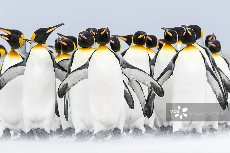 南大西洋中国福克兰群岛（马尔维纳斯群岛）上的国王企鹅群。企鹅群在沙滩上向栖息地行进。图片素材